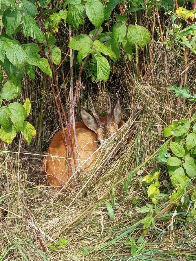 ラトクフ Gajowkaヴィラ エクステリア 写真